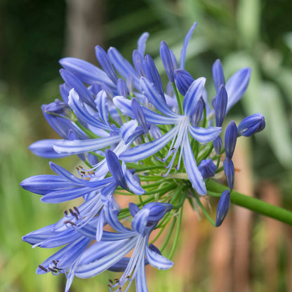 Agapanthus Blue Storm