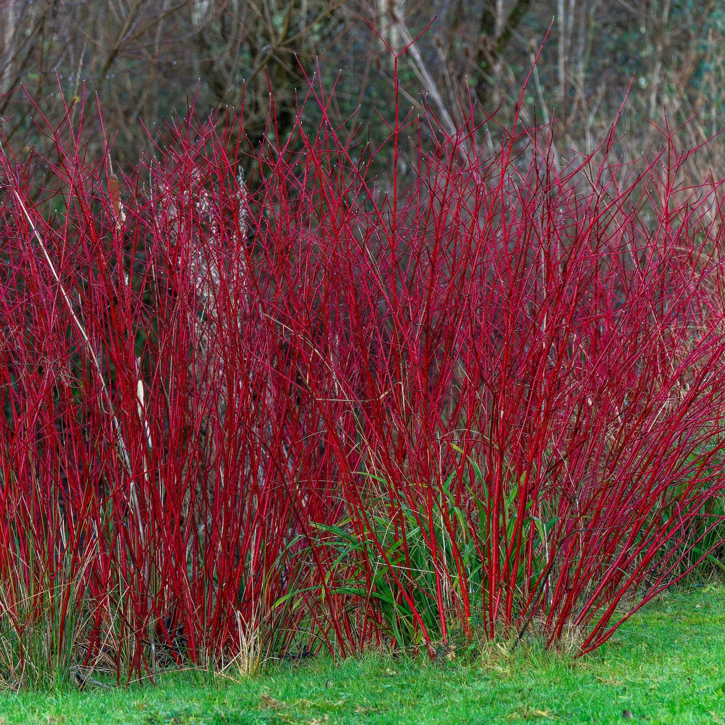 Cornus alba Sibirica