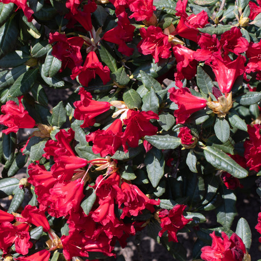 Rhododendron Scarlet Wonder