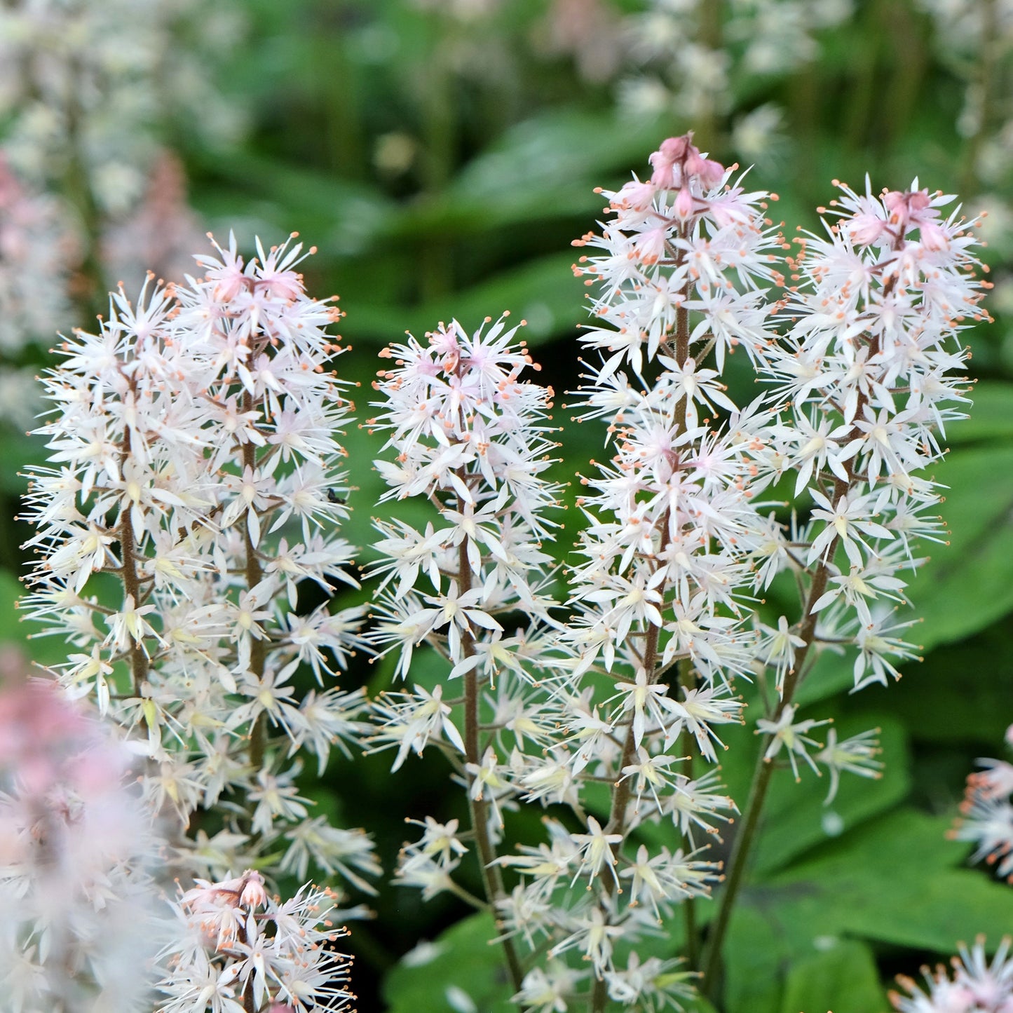 Tiarella Spring Symphony