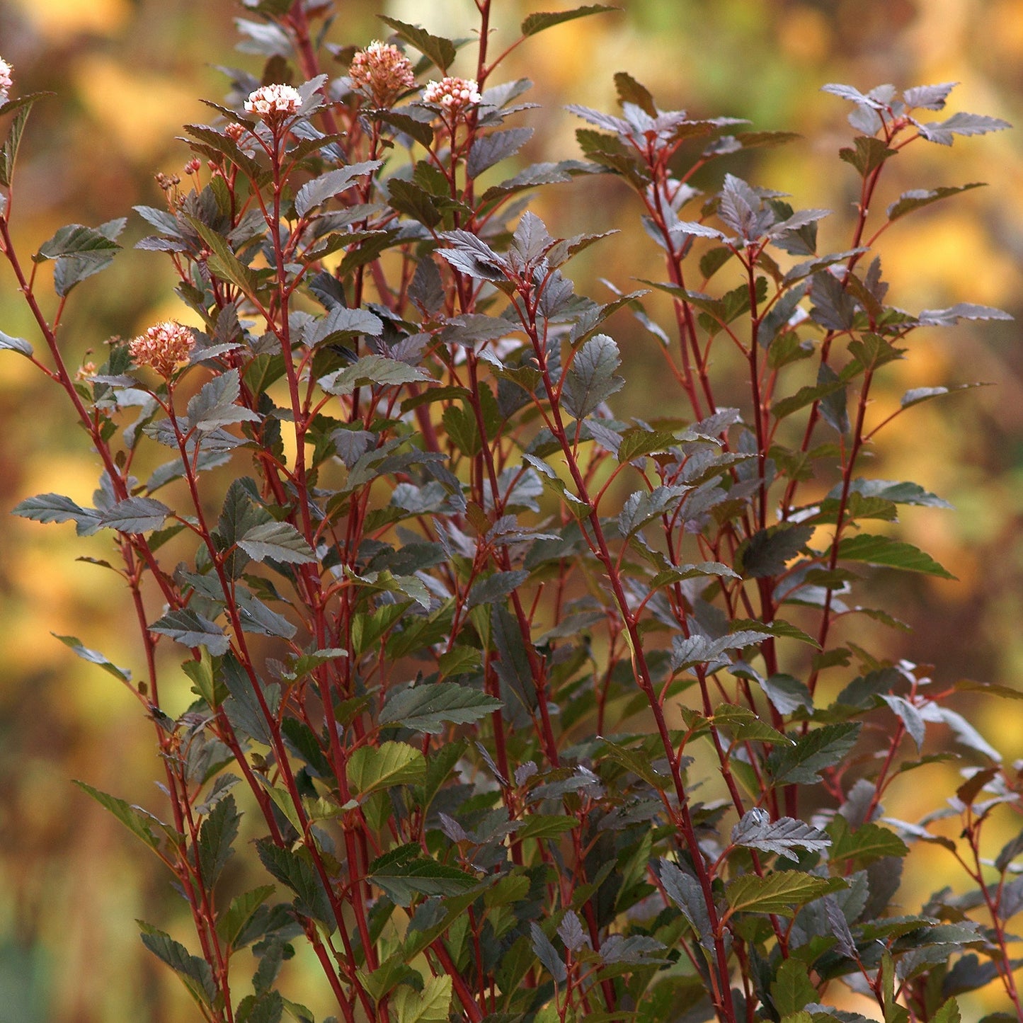 Physocarpus Opu Little Devil