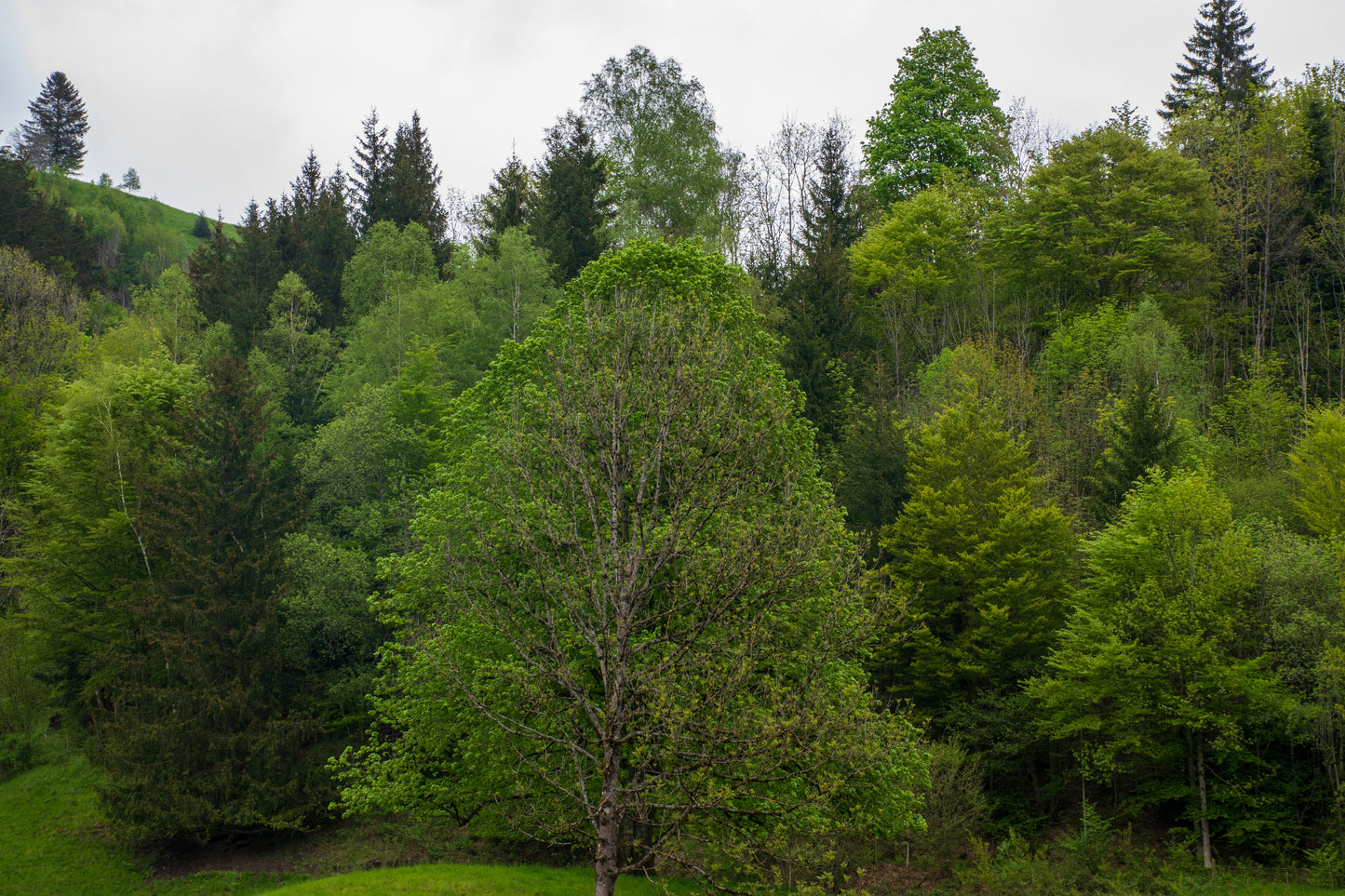 Downy Birch (Betula Pubescens)