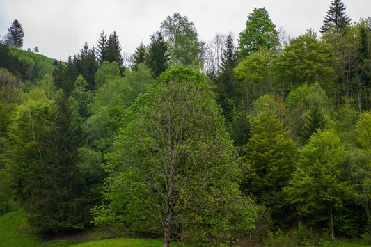 Downy Birch (Betula Pubescens)