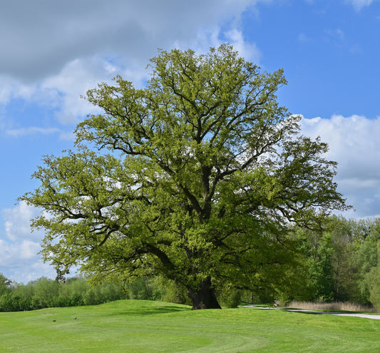 English Oak (Quercus Robur)