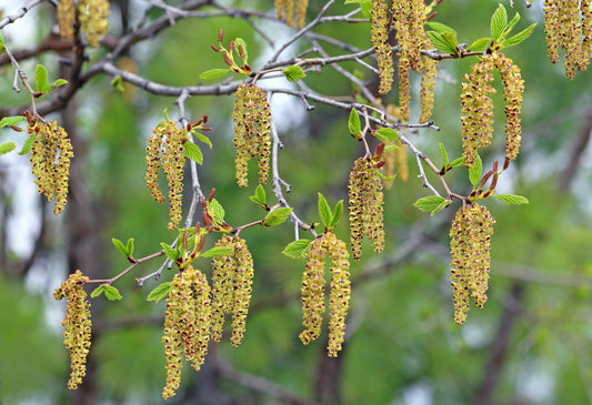Alder (Alnus Glutinosa)
