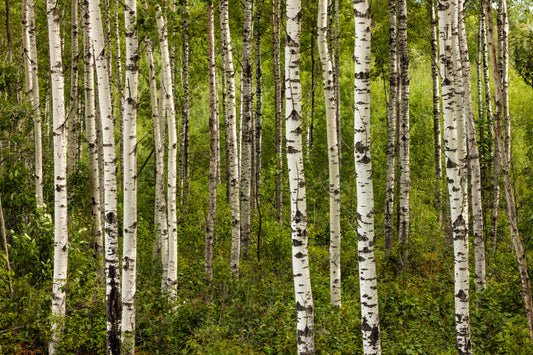 Aspen (Populus Tremula)