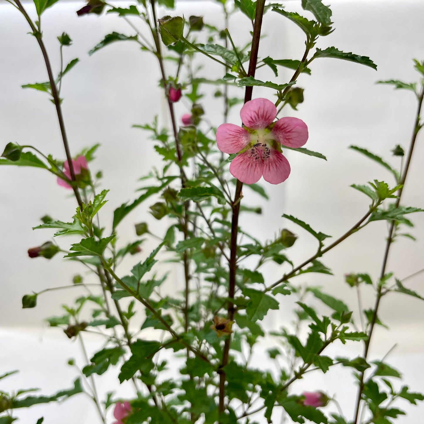 Anisodontea capensis