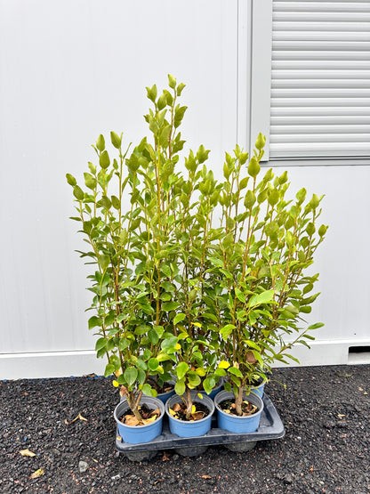 Griselinia littoralis