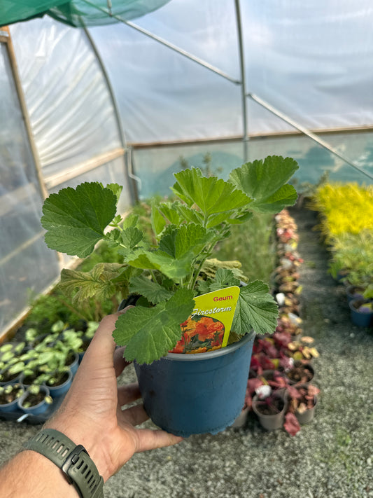 Geum 'Fire Storm'
