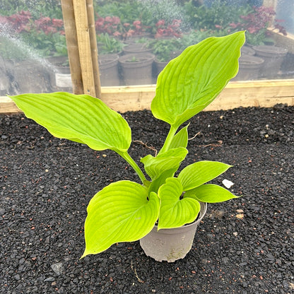 Hosta Collection