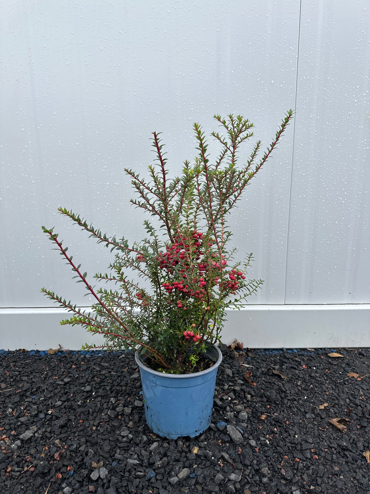 Gaultheria mucronata Bells Seedling