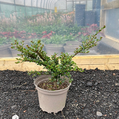 Cotoneaster horizontalis