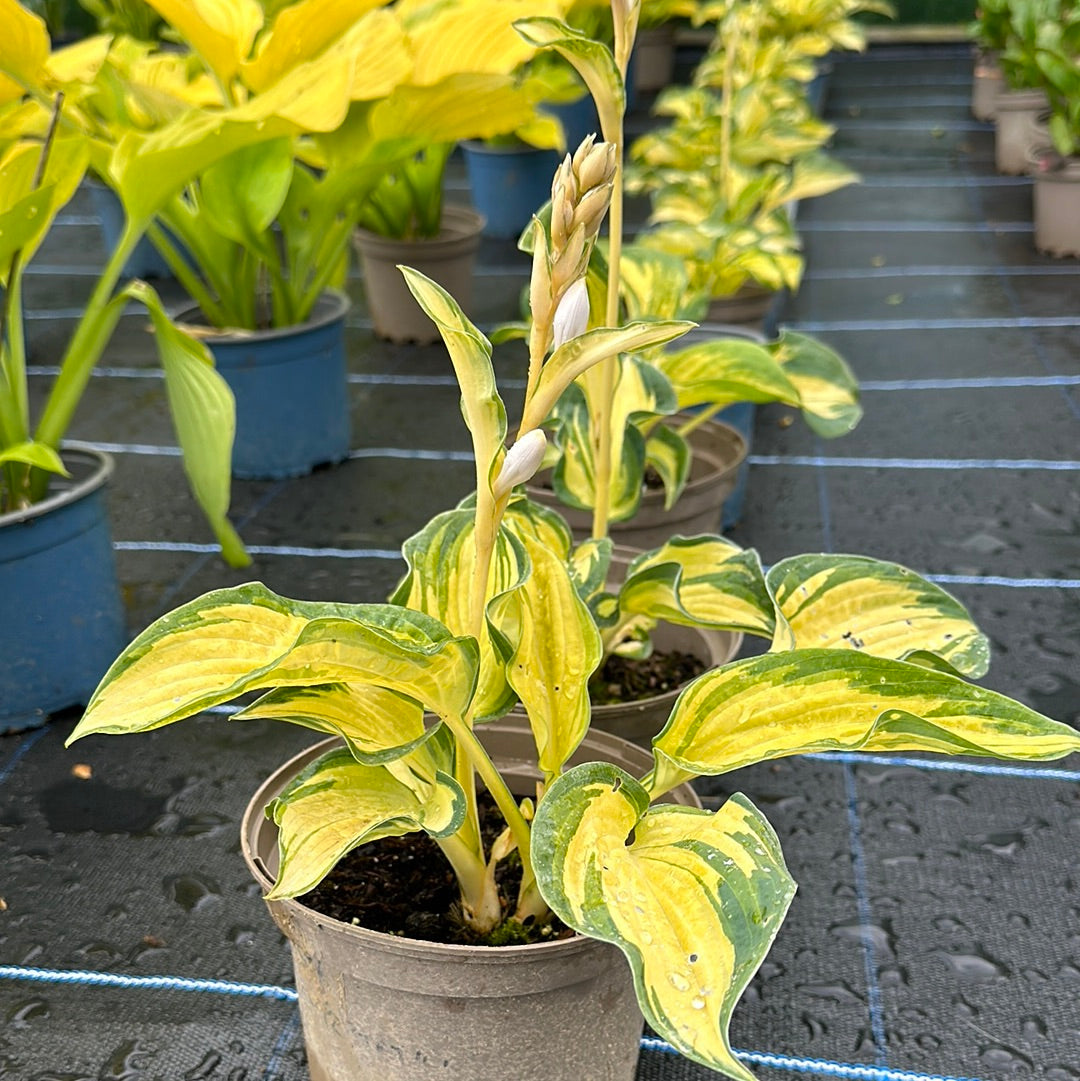 Hosta Great Expectations