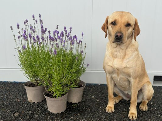 Lavender Munstead trio