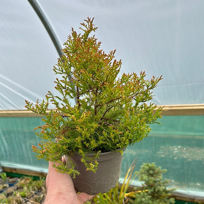 Thuja occidentalis Fire Chief