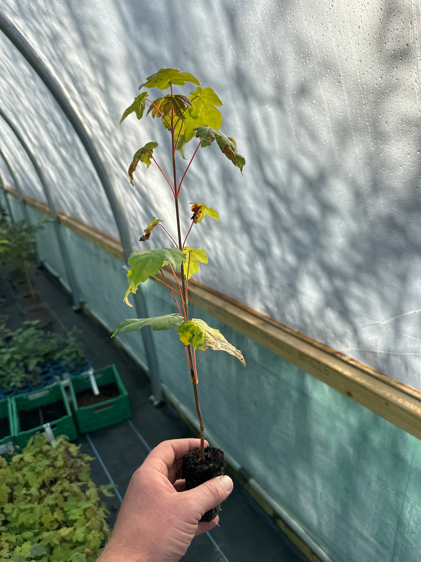 Sycamore- (Acer Pseudoplatanus)