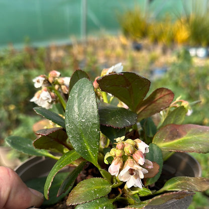 Bergenia Dragonfly Angel Kiss