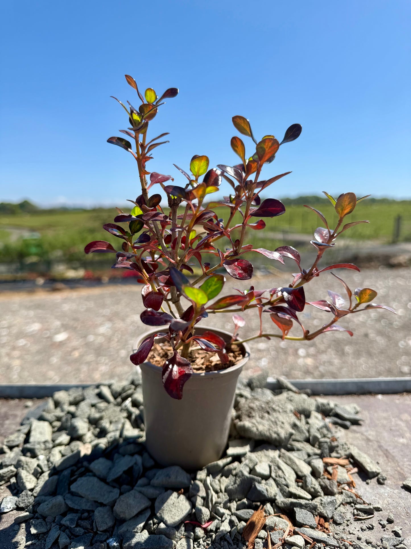 Coprosma 'City Knights'