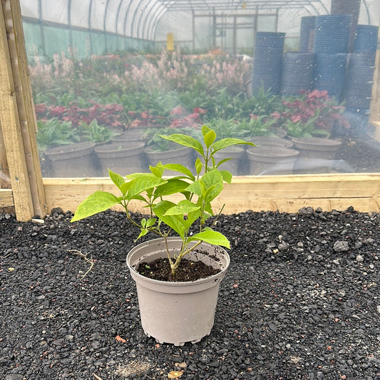 Callicarpa Magical Deep Purple