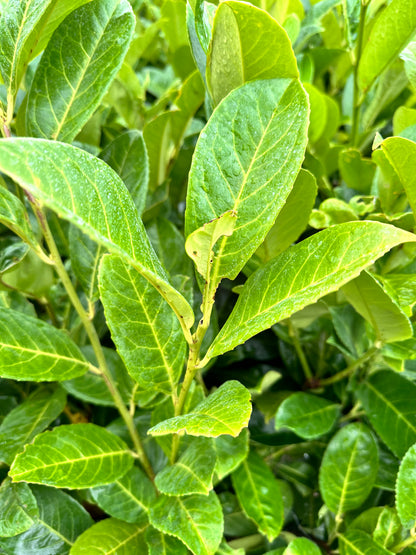 Prunus laurocerasus