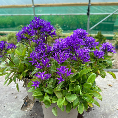 Campanula Blue Crown