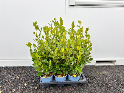 Griselinia littoralis Green Horizon