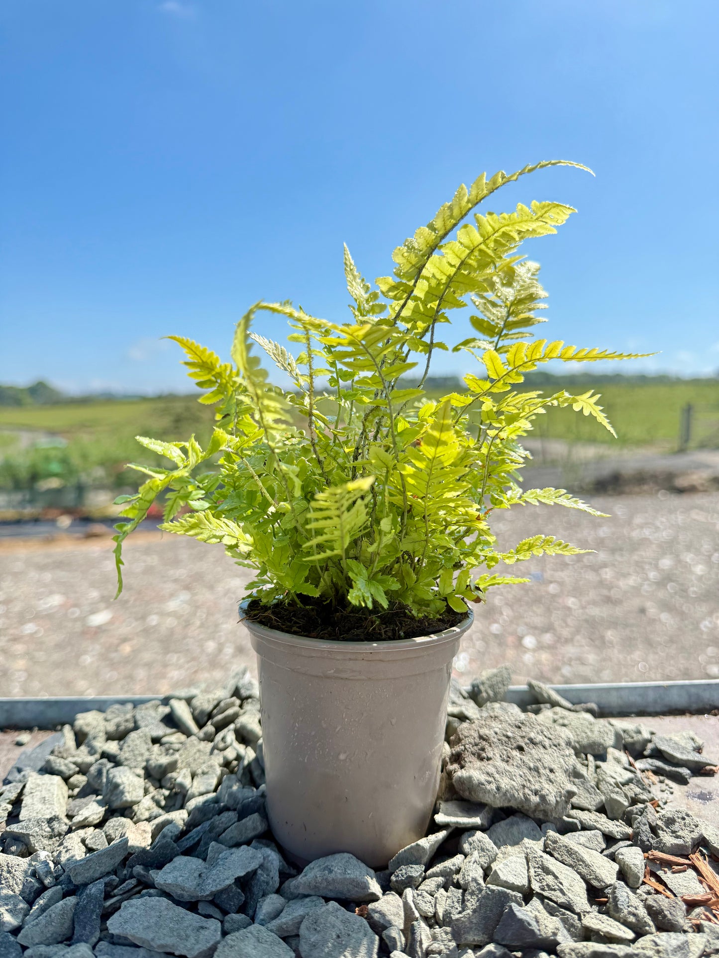 Dryopteris atrata
