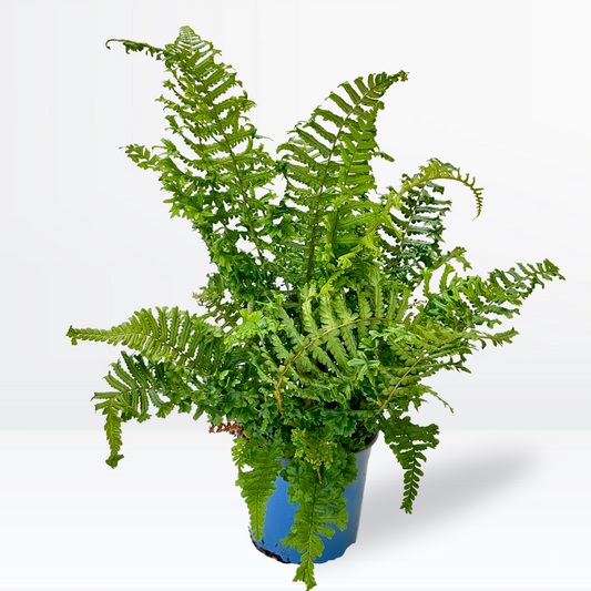 Dryopteris affin. Cristata The King