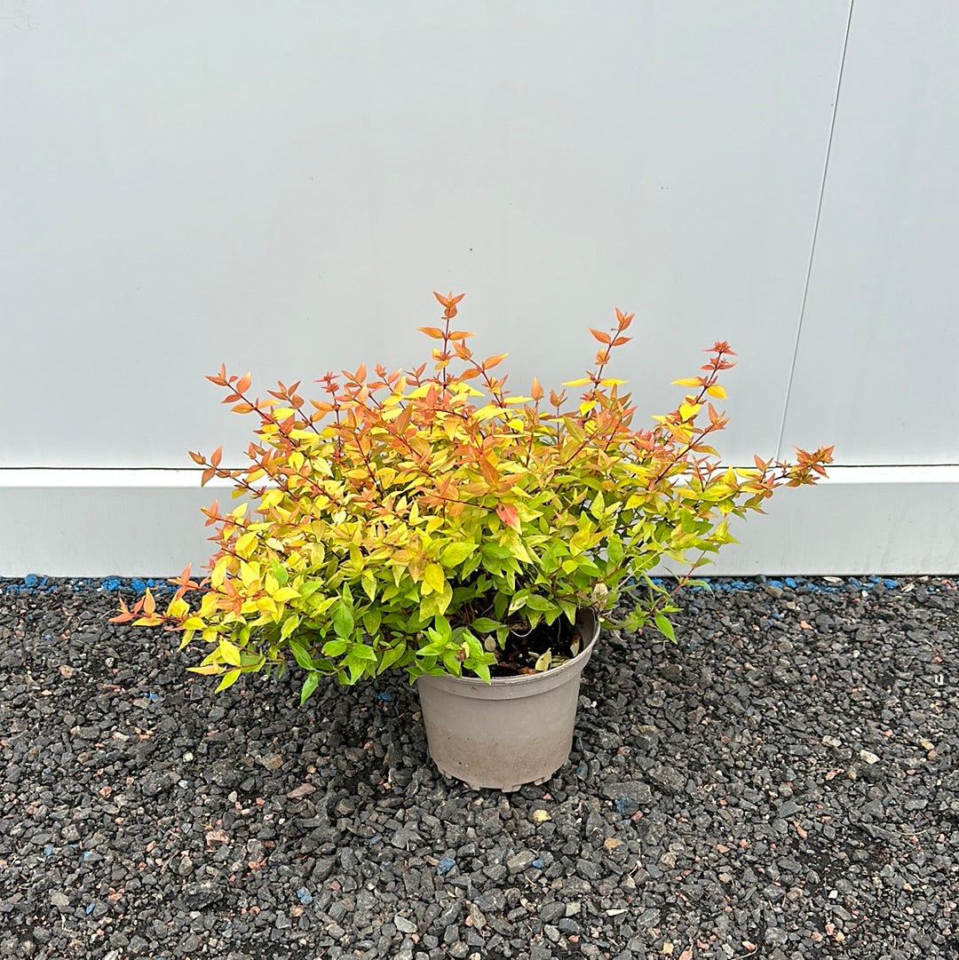 Abelia x grandiflora Gold Jewel