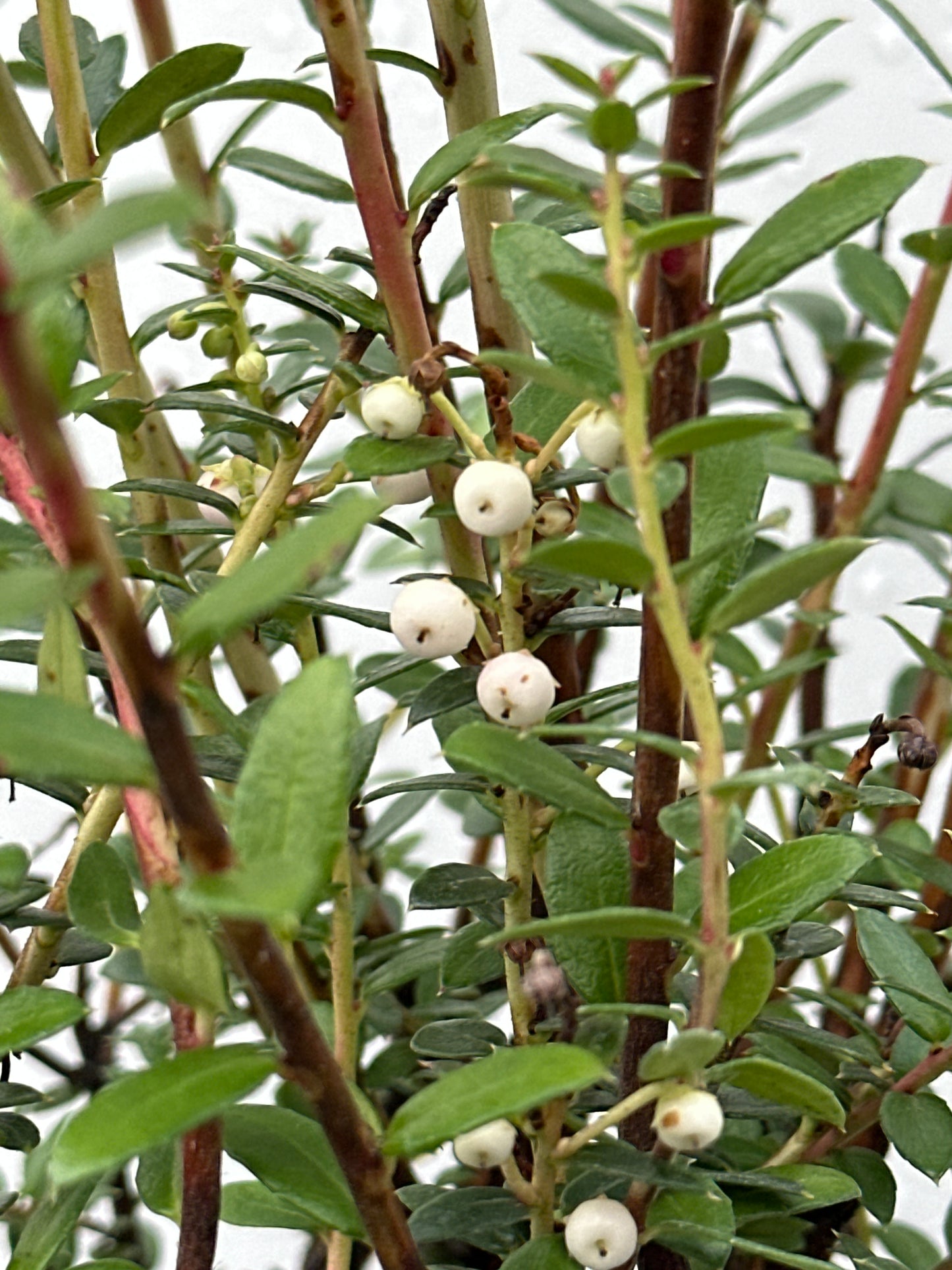 Gaultheria mucronata Snow White