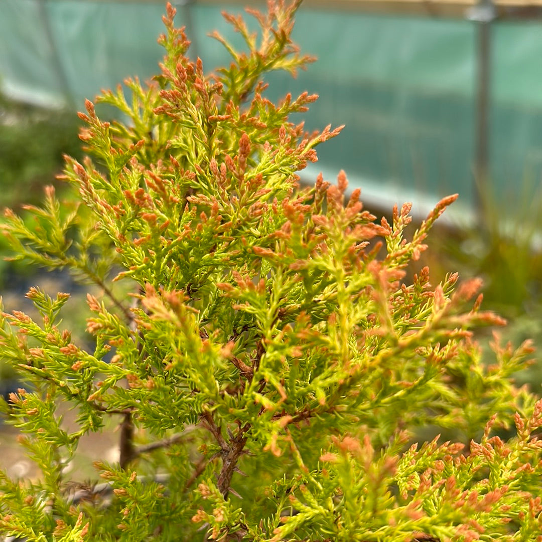 Thuja occidentalis Fire Chief