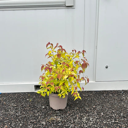 Leycesteria form. Little Lanterns