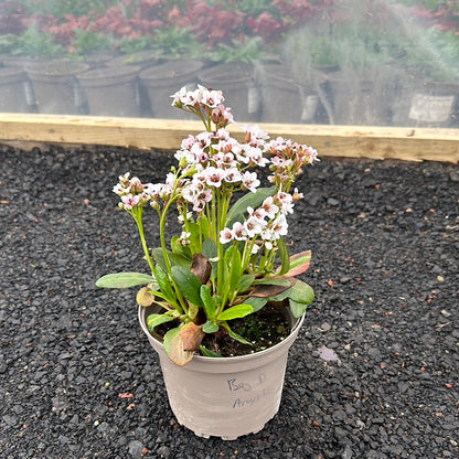 Bergenia Dragonfly Angel Kiss