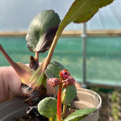 Bergenia Dragonfly Sakura