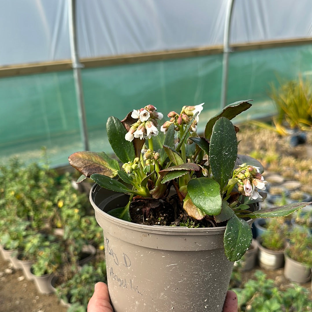 Bergenia Dragonfly Angel Kiss