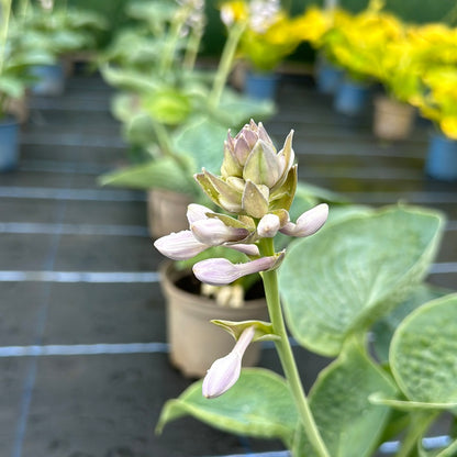 Hosta Big Daddy