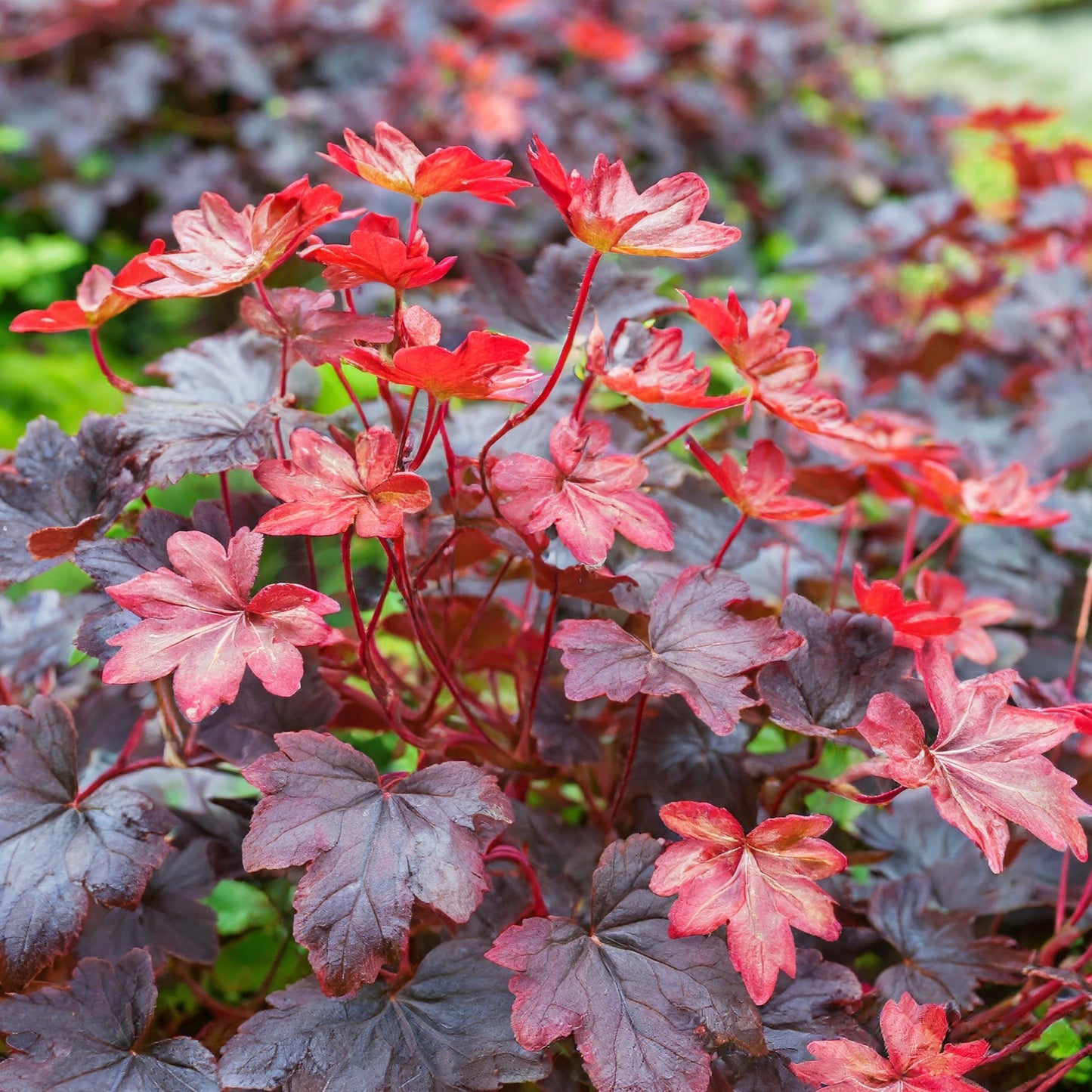 Heuchera Fire Chief