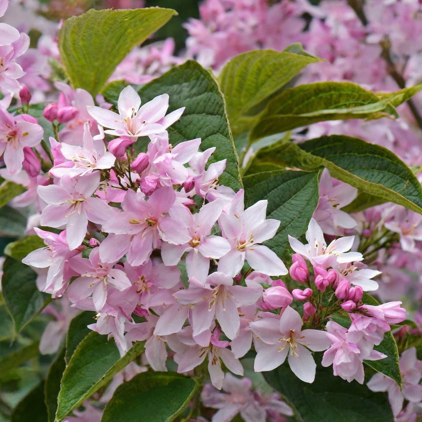 Deutzia x hybrida Magicien