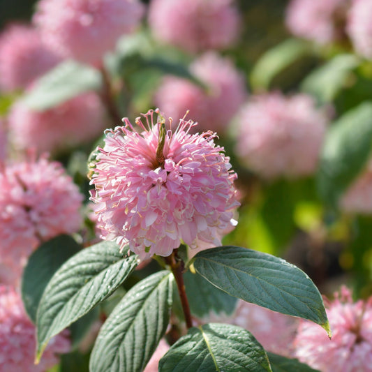 Deutzia Pink Pompon