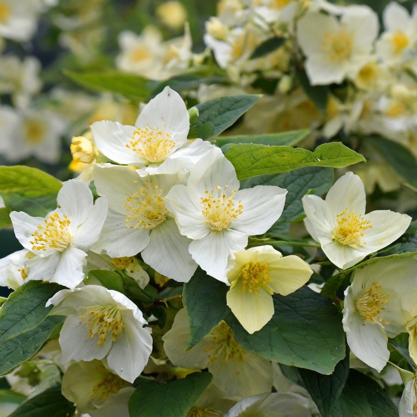 Philadelphus coronarius Aureus