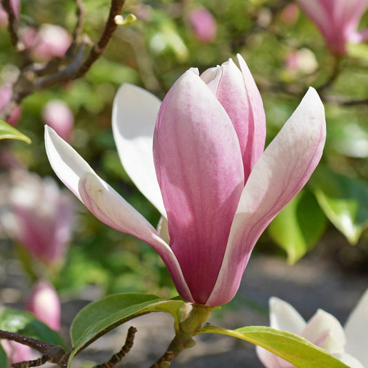 Magnolia x soulangeana