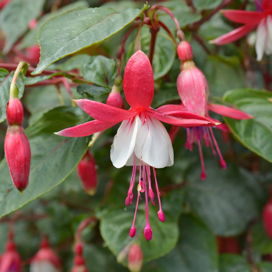 Fuchsia Hardy Alice Hoffman