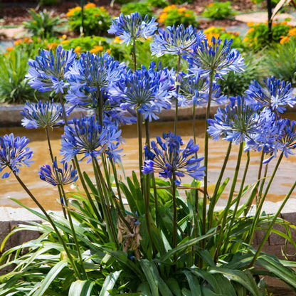 Agapanthus Blue Storm