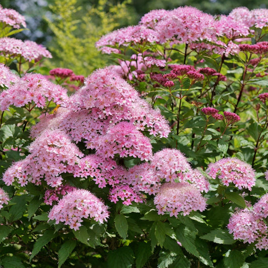 Spiraea Japonoica Shirobana