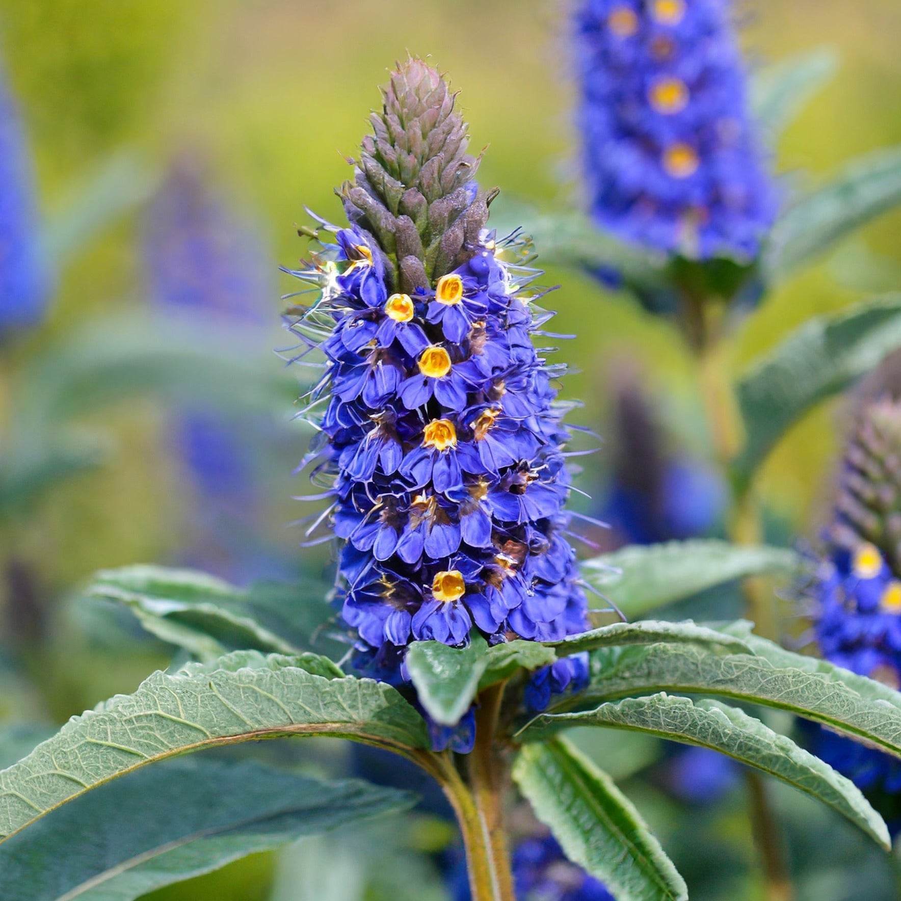 Blue Razz Buddleia Buddleja davidii Adonis Blue - shrubgarden