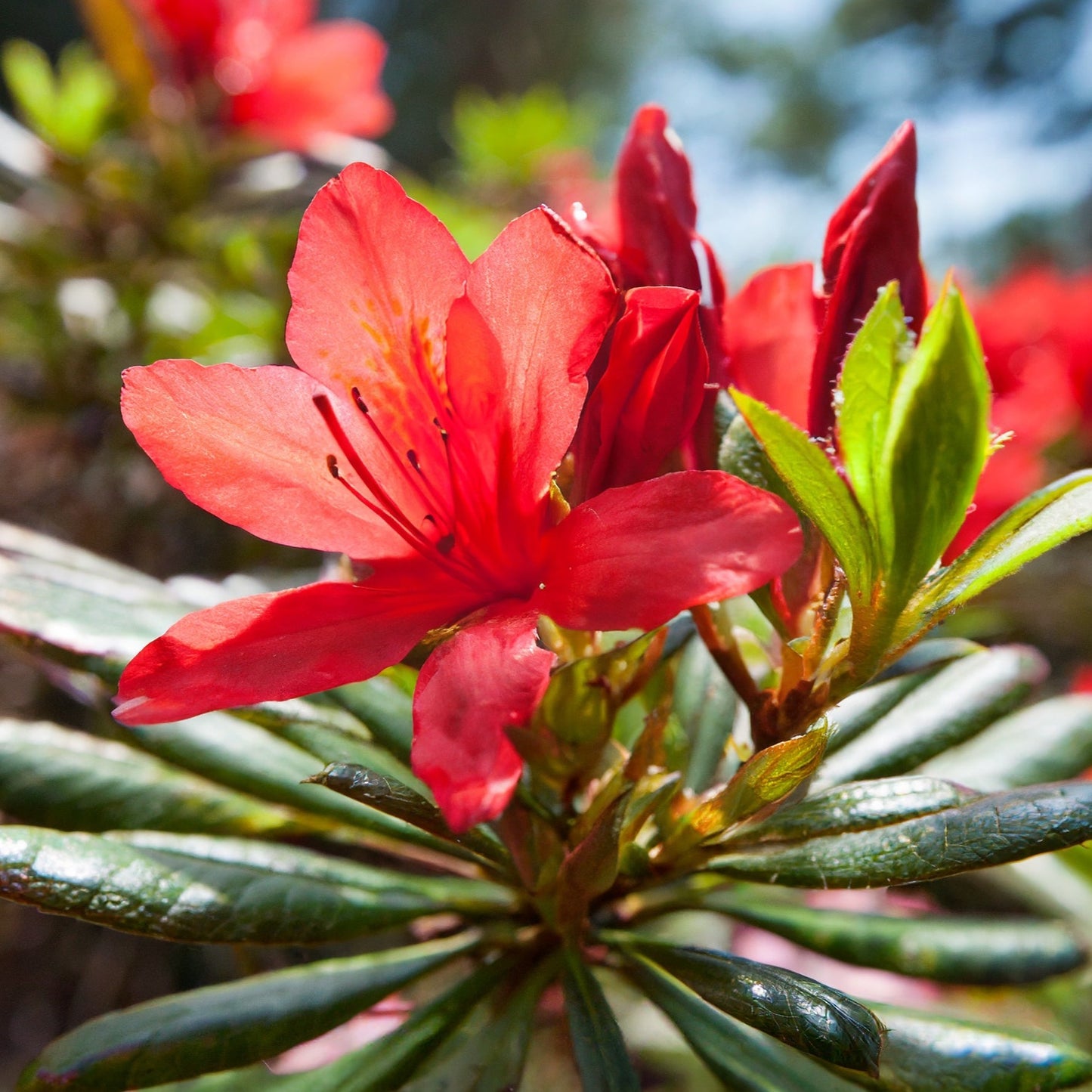 Azalea japonica Vuyks Scarlet