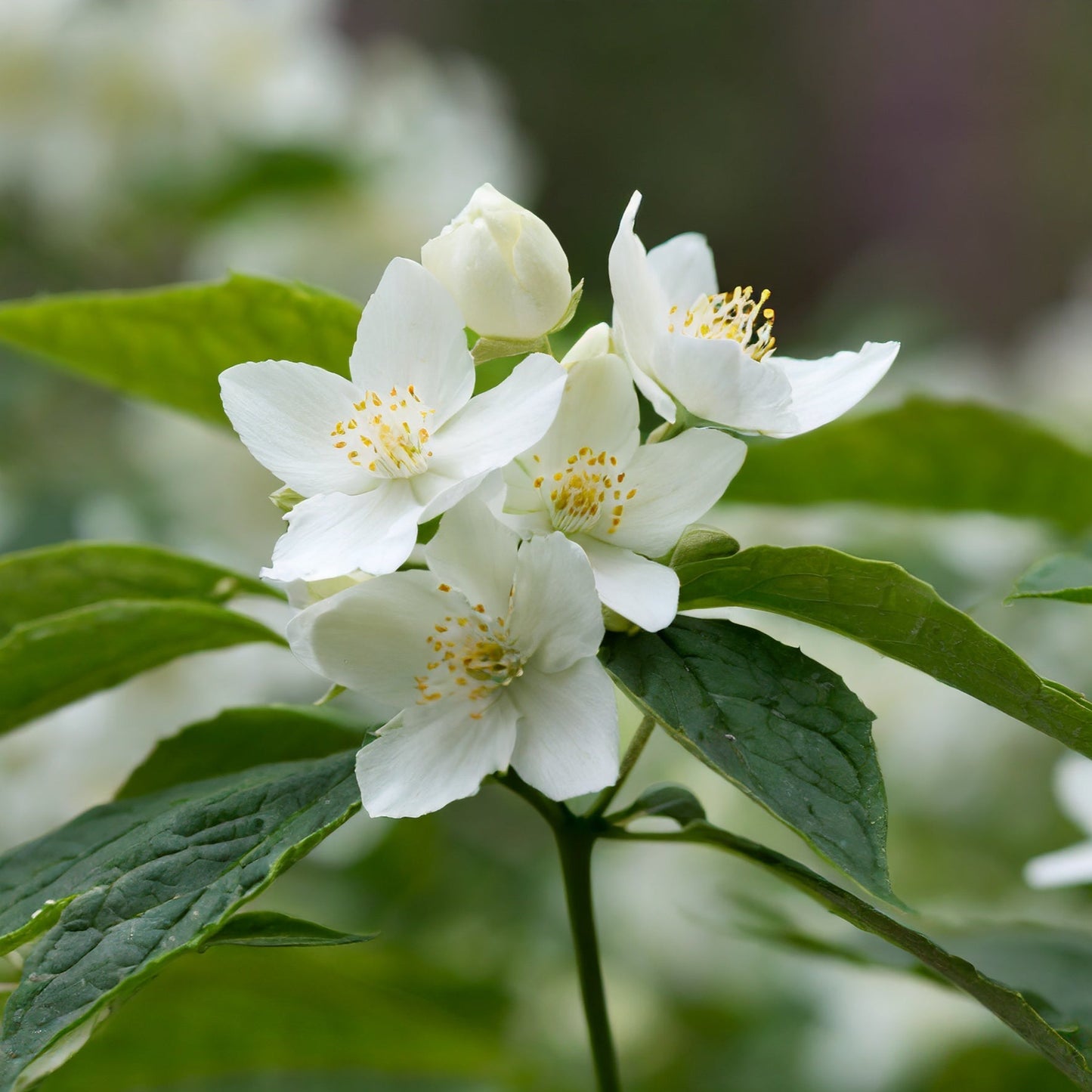 Philadelphus coronarius Mirador