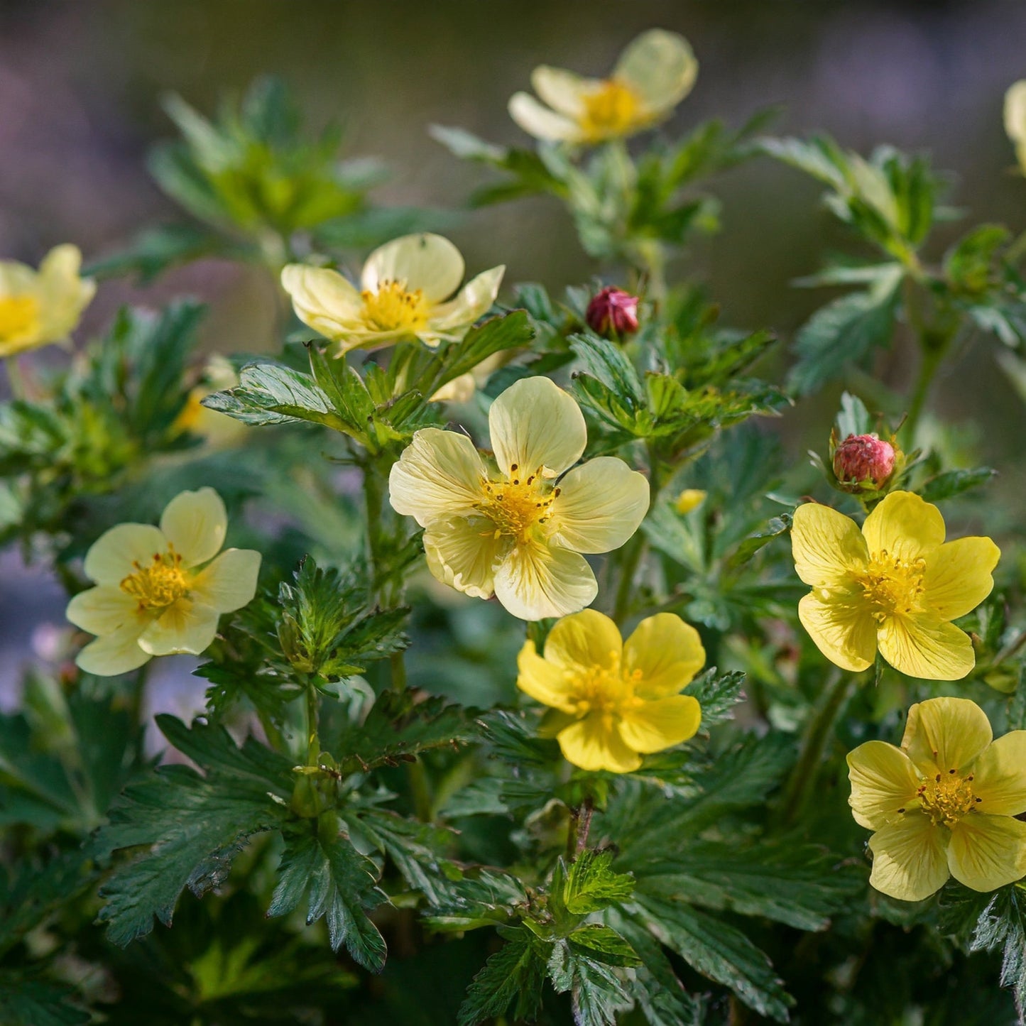 Potentilla fruti. Primrose Beauty