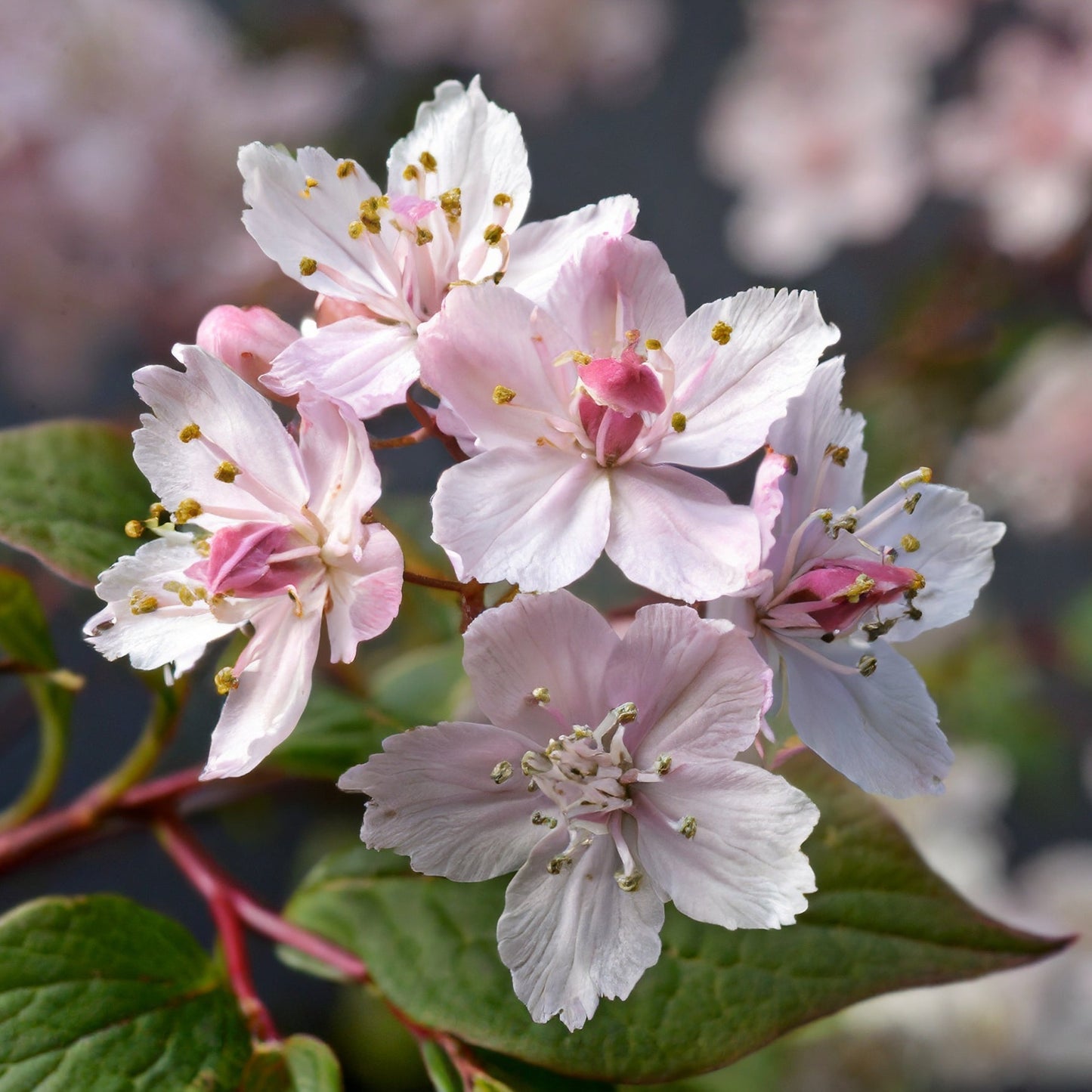 Deutzia x hybrida Mont Rose