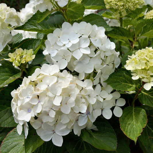 Hydrangea m. Madame Emile Mouillere